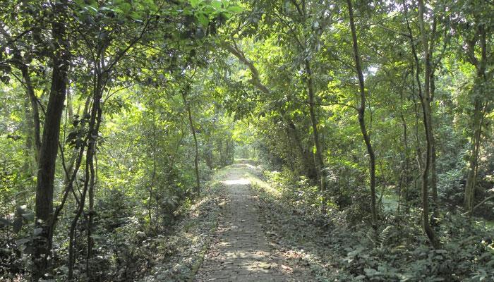 রাতের আধারে পাচার হয়ে যাচ্ছে কুলিক বনাঞ্চলের একের পর এক গাছ