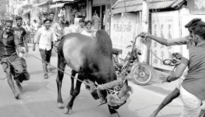 তুমুল বিতর্কের মধ্যেও আজ তামিলনাড়ুতে জাল্লিকাট্টু