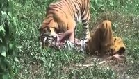  বাঘের সঙ্গে লড়ে সঙ্গীকে ফিরিয়ে আনলেন বাকি দু'জন 