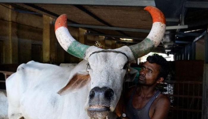 &#039;যোগী-রাজ্যে&#039; গোহত্যায় ৫ বছরের জেল! 