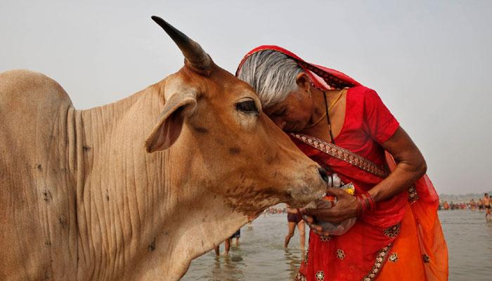 আধারের মত ইউনিক আইডেনটিফিকেশন নাম্বার হোক গরুদের, সুপ্রিম কোর্টে প্রস্তাব কেন্দ্র সরকারে