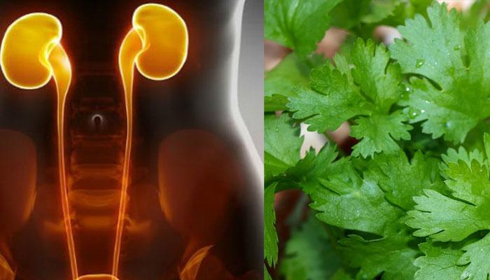 কিডনি পরিষ্কার করার ঘরোয়া উপায়: সহজ ও কার্যকর টিপস