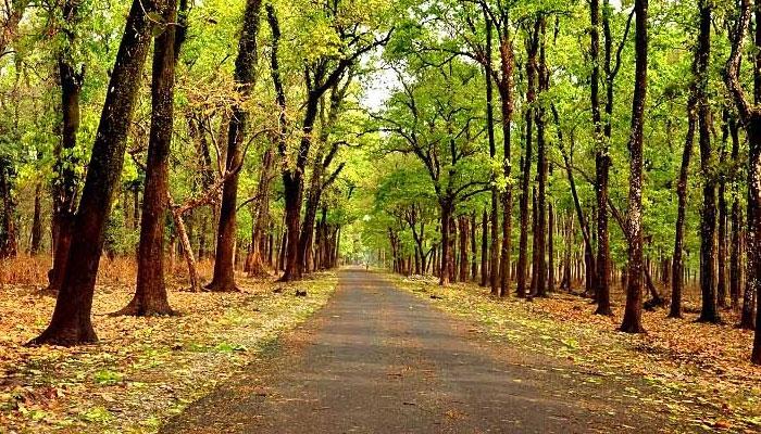 ১৭০টি গাছ কাটার সিদ্ধান্ত, সবুজ ধ্বংসের বিরুদ্ধে সরব ডুয়ার্স