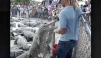 কুমিরকে হাতে করে খাওয়াতে গিয়ে এটাই হল (ভিডিও)