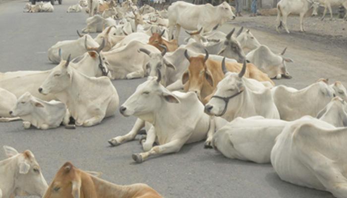 সারা দেশে গো-হত্যায় 