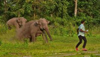  বাঁকুড়ার সারেঙ্গায় হাতির তাণ্ডবে আতঙ্ক ছড়াল গ্রামবাসীদের মধ্যে