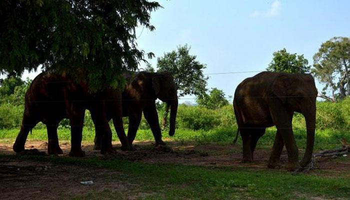 ক্রিকেট মাঠ থেকে মাত্র একশো মিটার দূরে হাতির অভয়ারণ্য!