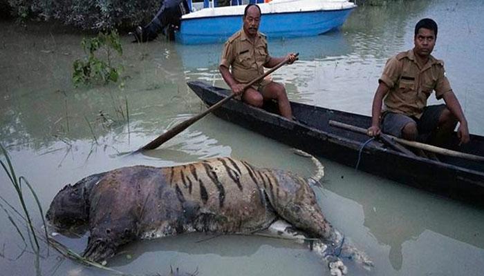 বন্যায় বাঘের মৃত্যু, প্রাণ হারাল ১৭৮ হরিণসহ ১৫টি গণ্ডার 