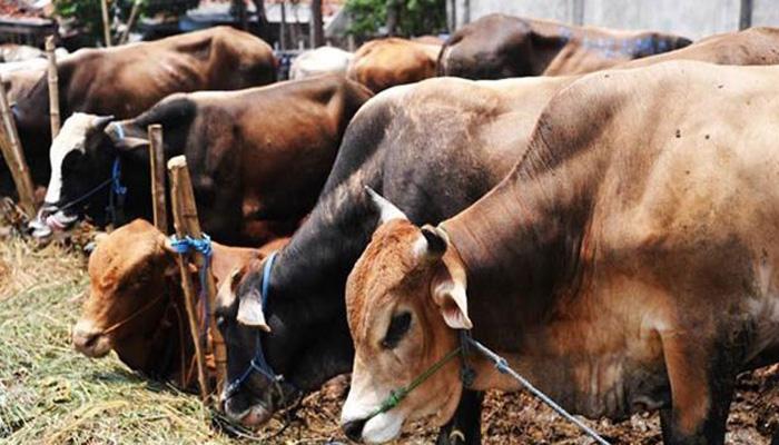 আগ্রায় অ্যাসিড হামলার শিকার গরু, দায়ের হল এফআইআর