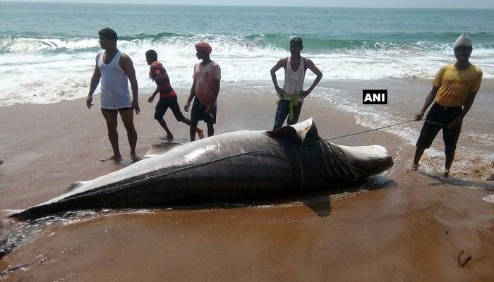 সমুদ্র সৈকতে ১৪ ফিটের বিশাল তিমি, দেখুন 