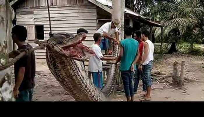 বিশাল অজগরের হামলা রুখে সাপের মাংসে কেটে চড়ুইভাতি ইন্দোনেশিয়ায় 