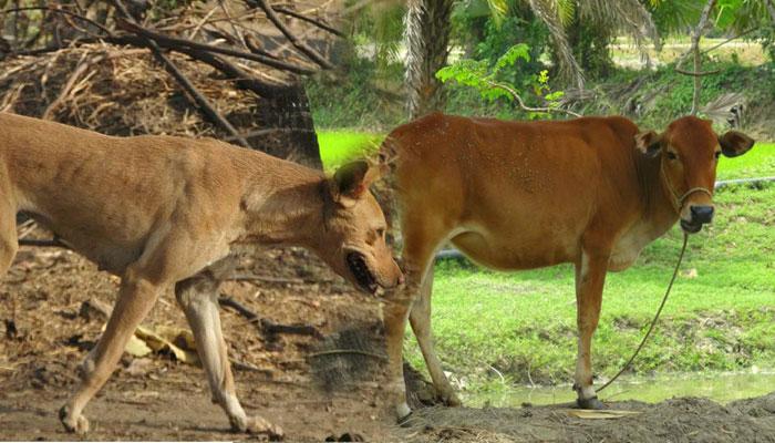 গরুকে কুকুরে কামাড়ানোয় গোকুলে বাড়ছে &#039;দুধাতঙ্ক&#039;