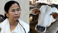 পঞ্চায়েত নির্বাচন আগে জেলায় জেলায় গরু বিলি করবে রাজ্য সরকার 