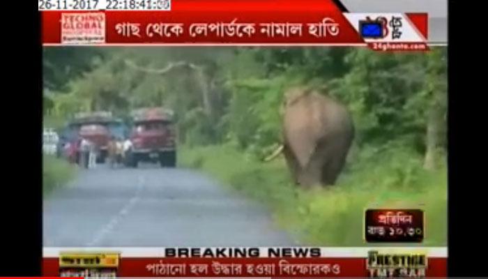 শুঁড়ে পেঁচিয়ে টেনে নামিয়ে লেপার্ড মারল দাঁতাল