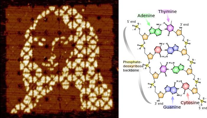DNA ভাঁজ করে বিশ্বের ক্ষুদ্রতম মোনালিসা আঁকলেন গবেষকরা 