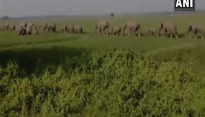 ট্রেনের ধাক্কায় অসমে শাবক সহ কাটা পড়ল ৬ হাতি