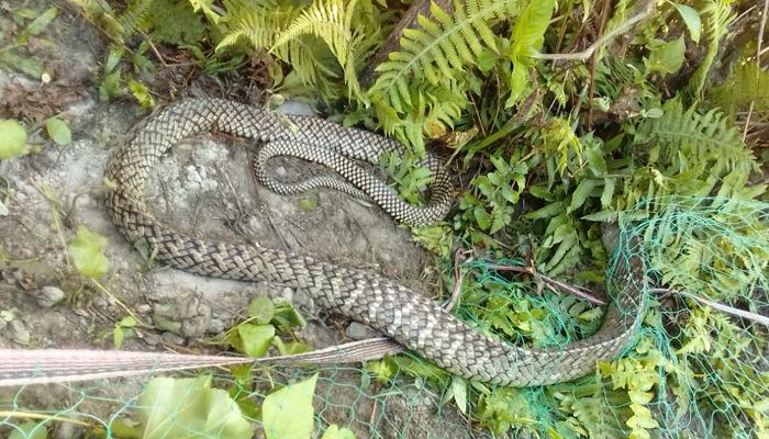 ভিন জায়গায় উদ্ধার অসুস্থ দুই সাপ, দেখা হবে গরুমারায়...