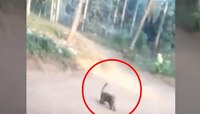 ঘাস খেয়ে মৃত্যু চিতাবাঘের! ভাইরাল ভিডিও