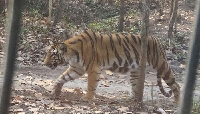 মাত্র ৫০ টাকায় ১৫ মিনিটের জন্য আপনি বাঘের ডেরায়