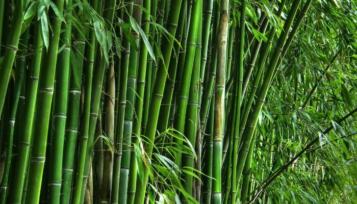বাঁশ আর গাছ নয়, ৯০ বছর পর আইন বদল মোদী সরকারের 