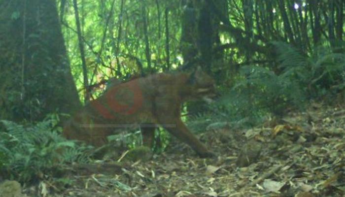 ন্যাওড়া ভ্যালিতে দর্শন মিলল 'বিরল' বিড়ালের