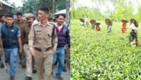 দোলের আগে চা-বাগান থেকে উদ্ধার আসল জিনিস.. 