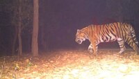 লালগড়ে রয়্যাল বেঙ্গল, সবচেয়ে দীর্ঘ পথ পেরল বাঘ