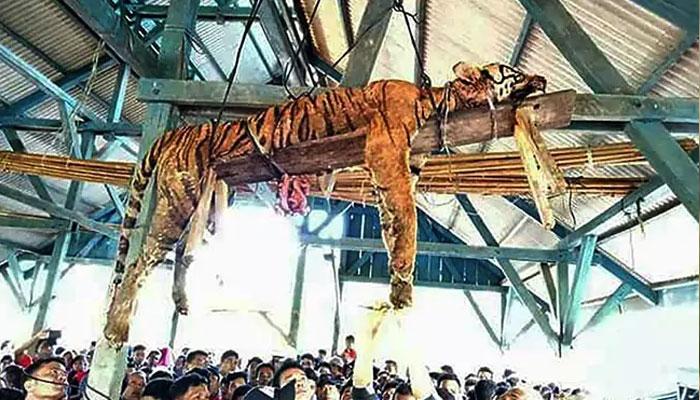 চিলেকোঠায় ঝুলছে মৃত বাঘ, নীচে কৌতূহলী জনতা