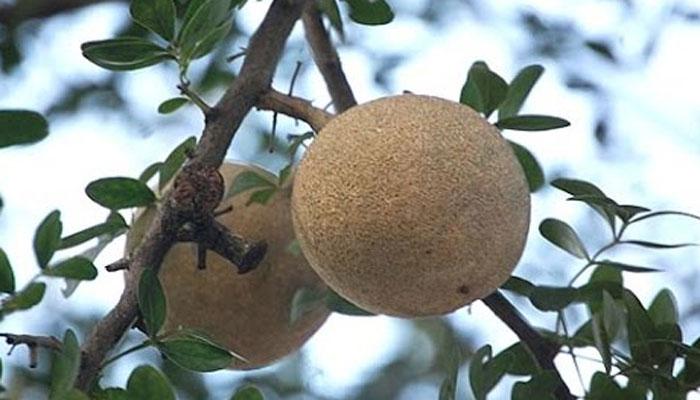 রোগ প্রতিরোধে কয়েত বেলের জুড়ি মেলা ভার 