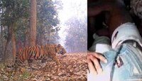 'শিকারি'দের হাতে ধরা পড়ল লালগড়ের রয়্যাল বেঙ্গল, গর্তে পড়ে বেকায়দায় বাঘ