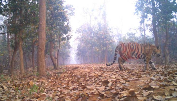 শনিবার সাত সকালে লালগড়ে ফের দেখা মিলল দক্ষিণরায়ের!