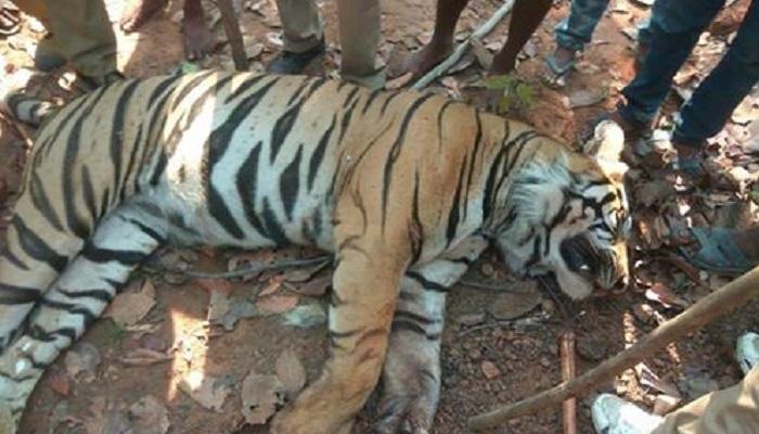 মৃত্যু লালগড়ের বাঘের, নিথর দেহ মিলল বাঘঘোড়ার জঙ্গলে