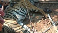 রয়্যাল বেঙ্গলের মৃত্যু ঘিরে 'উত্সব', নিজস্বী তোলার হিড়িক