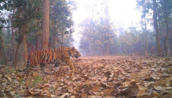 রয়্যাল বেঙ্গল খুনে এফআইআর দায়ের করল বন দফতর