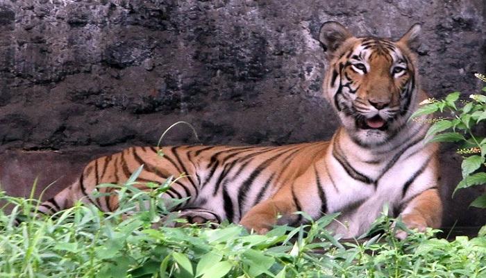 চিড়িয়াখানার বাঘ-সিংহের এঁটো মাংসও কি আমাদের খাবার প্লেটে?