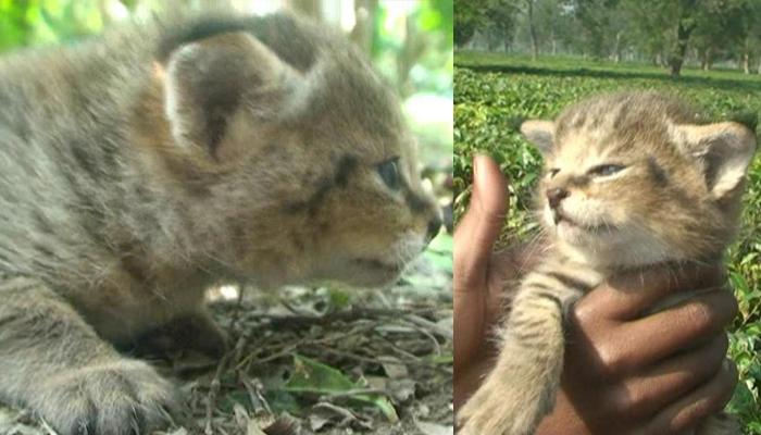 চা বাগানে উদ্ধার হল তিনটে চিতাবাঘের ছানা 