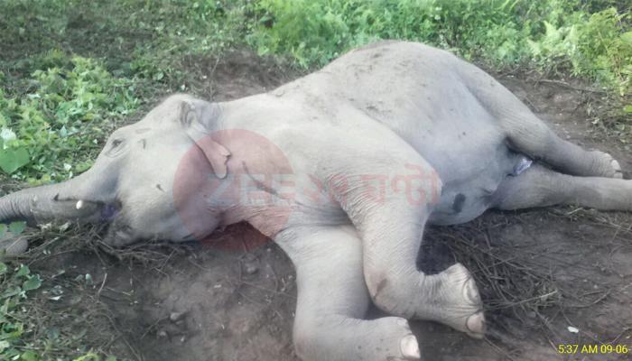 ডুয়ার্সে ফের ট্রেনের চাকায় প্রাণ গেল এক হাতির 