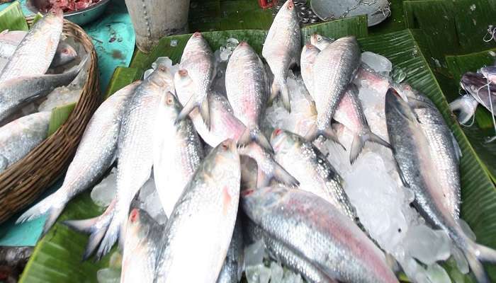 বাজারে ইলিশের আকাল, দাম ধরাছোঁয়ার বাইরে