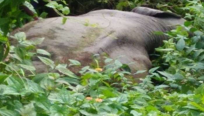 &#039;বেহুঁশ&#039; রেল, দিনের আলোয় ট্রেনের ধাক্কায় মৃত্যু শাবক সহ মাদি হাতির