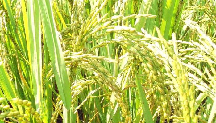 মৌসুমি বৃষ্টির ঘাটতি কাটাতে 'তিতলি'র দিকে তাকিয়ে দক্ষিণবঙ্গের চাষিরা