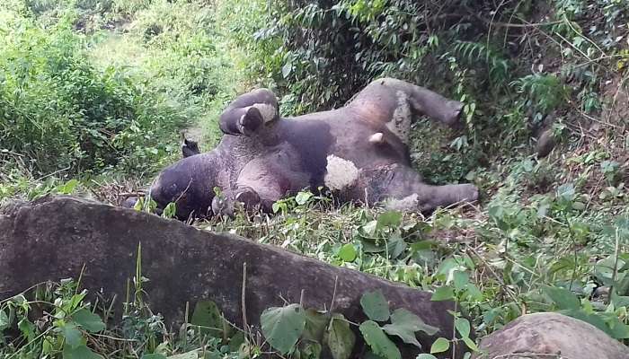 জঙ্গলে পড়ে হাতির নিথর দেহ, মৃত্যুর কারণ ঘিরে ধোঁয়াশা