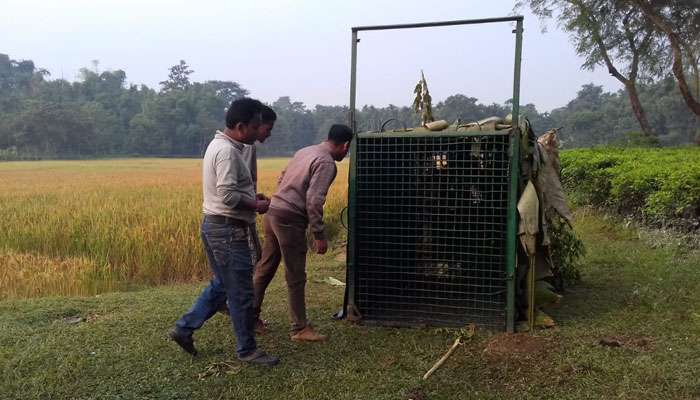 খাঁচা থেকে পালাল চিতাবাঘ, আতঙ্কের প্রহর গুনছে গ্রামের মানুষ