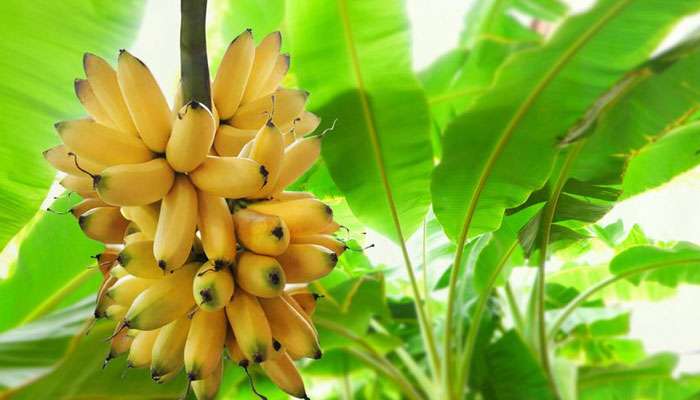 রোজ মাত্র একটা করে কলা খেতে পারলেই অনেক সমস্যার সমাধান