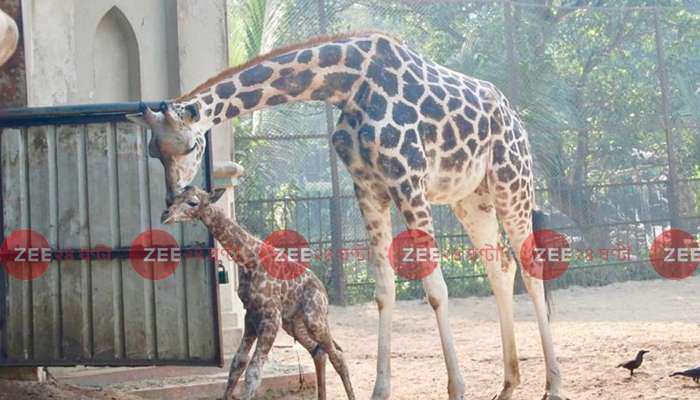 আলিপুর চিড়িয়াখানায় ফের জিরাফের সফল প্রজনন