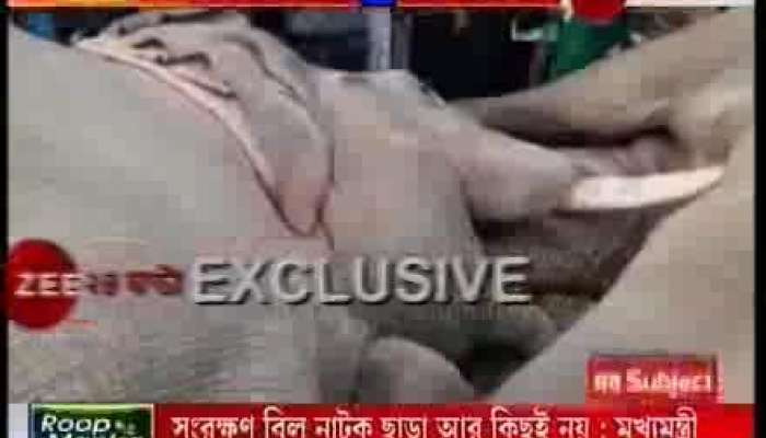 Two elephants died in Midnapur’s Nepura