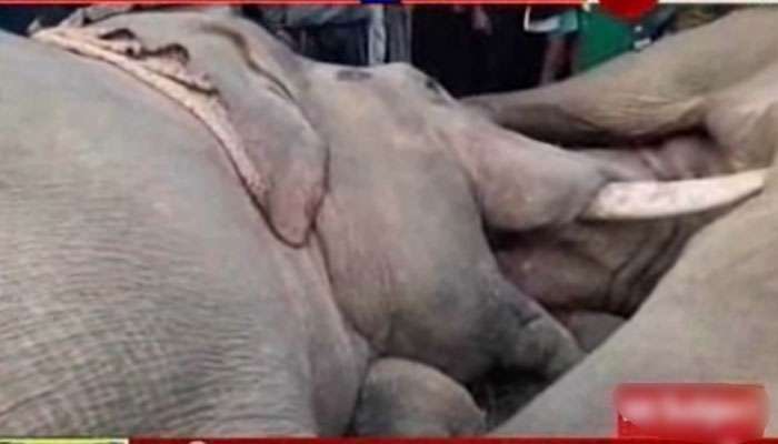 মেদিনীপুরে হাইটেনশন তারে বিদ্যুত্স্পৃষ্ট হয়ে মৃত ২ দাঁতাল মেদিনীপুরে হাইটেনশন তারে বিদ্যুত্স্পৃষ্ট হয়ে মৃত ২ দাঁতাল