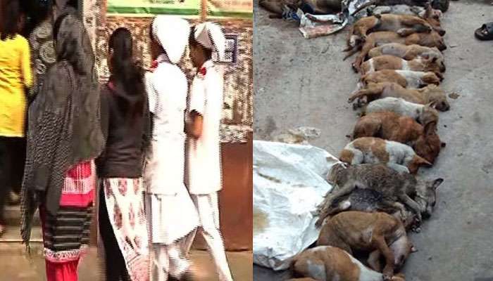 NRS কুকুর নিধনকাণ্ডে জামিন পেল ধৃত ২ ছাত্রী NRS কুকুর নিধনকাণ্ডে জামিন পেল ধৃত ২ ছাত্রী