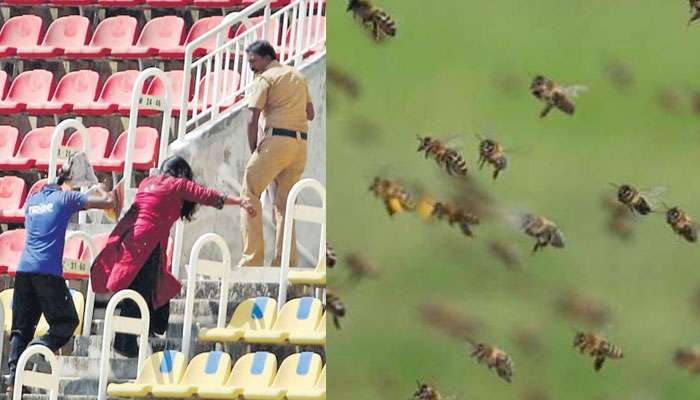 ক্রিকেট ম্যাচ চলাকালীন মৌমাছি হানা, জখম দর্শকদের পাঠাতে হল হাসপাতালে