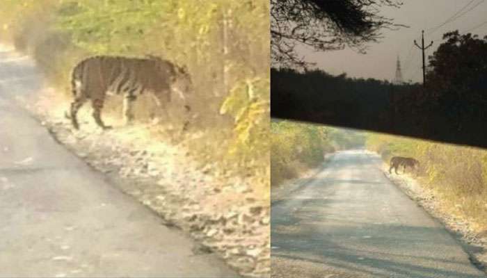 গুজরাটে বাঘের খোঁজে লাগানো হল ক্যামেরা ট্র্যাপ গুজরাটে বাঘের খোঁজে লাগানো হল ক্যামেরা ট্র্যাপ
