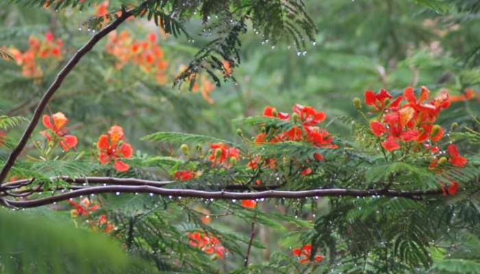 ফের বৃষ্টিপাতের পূর্বাভাস, তবে কি বৃথা যাবে এ ফাগুন?